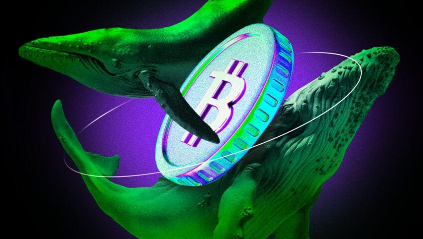 'Mr. 100' BTC whale estimated to have bought 2800 BTC... First post-halving purchase