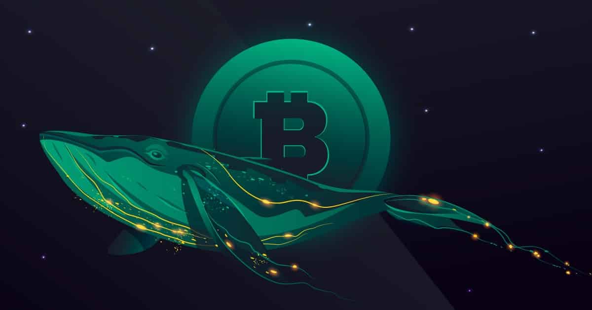 blockchain crypto cryptocurrency Bitcoin whale Mr.100 added 300 btc (SpotedCrypto)